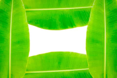 Banana leaf Foto stock