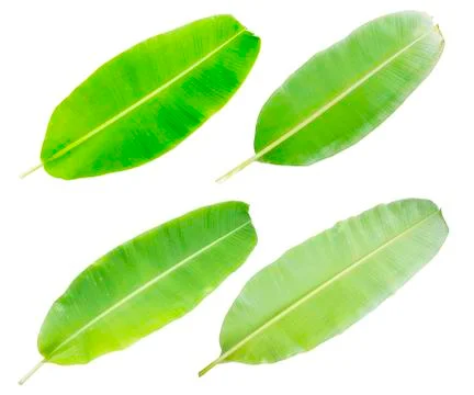 Banana leaf Stock Photos