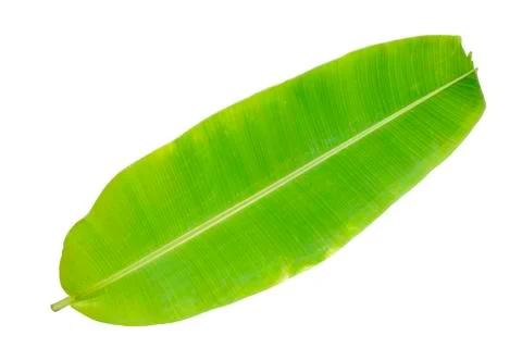 Banana leaf Stock Photos