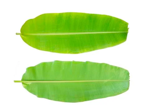 Banana leaf Stock Photos