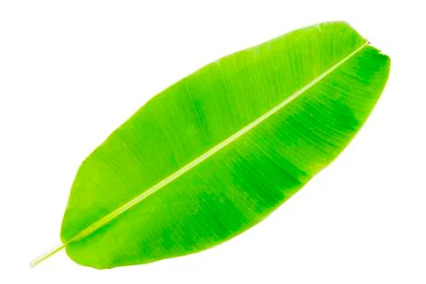 Banana leaf Stock Photos