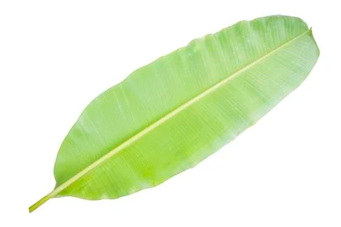 Banana leaf Stock Photos
