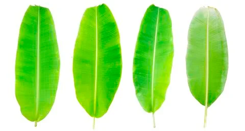 Banana leaf Stock Photos