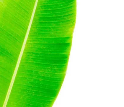 Banana leaf Stock Photos