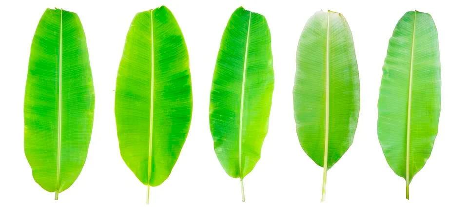Banana leaf Stock Photos