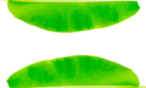 Banana leaf Stock Photos