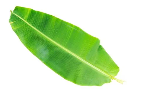 Banana leaf Stock Photos