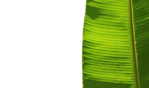 Banana leaf Foto stock
