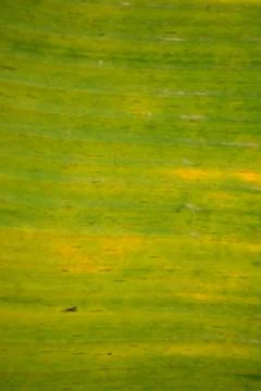 Banana leaf Stock Photos