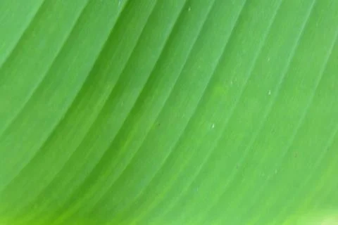 Banana leaf Stock Photos