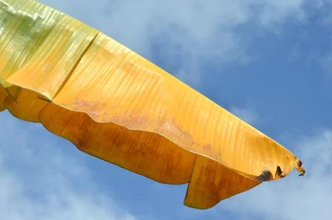 Banana leaf Stockfoto's