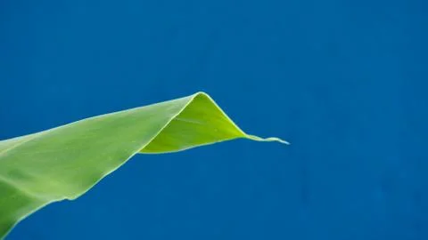 Banana leaf 스톡 사진