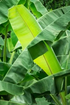 Banana leaf Stock Photos