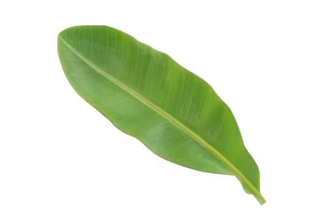 Banana leaf Stock Photos