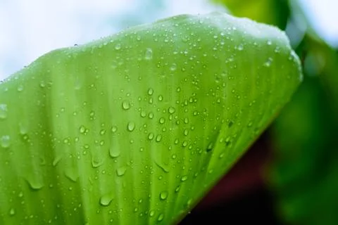 Banana leaf Stock Photos
