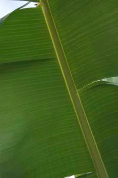 Banana leaf Stock Photos