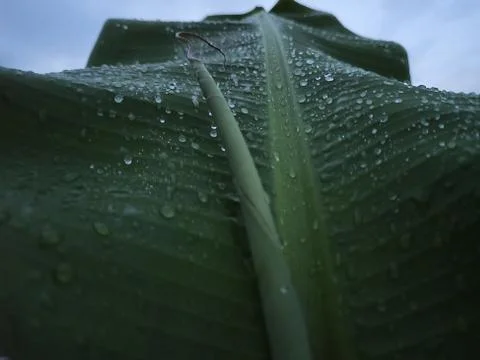 Banana leaf Stock-Fotos