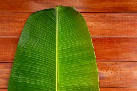 Banana leaf Stock Photos