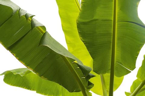 Banana leaf Stock Photos