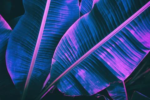 Banana leaf Stock Photos