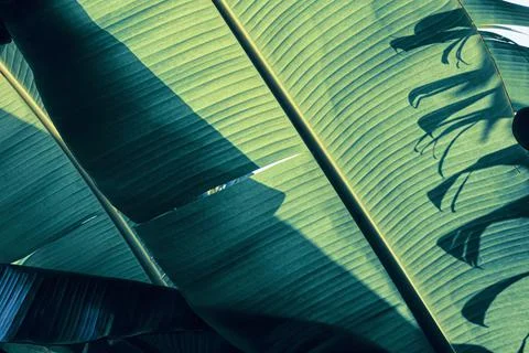 Banana leaf Stock Photos