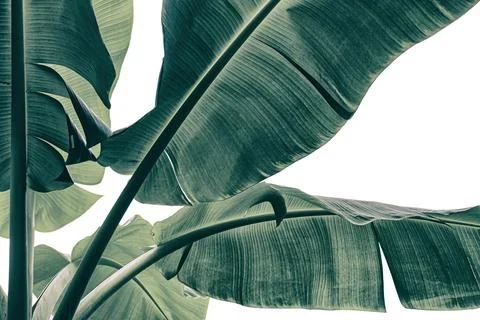 Banana leaf Stock Photos