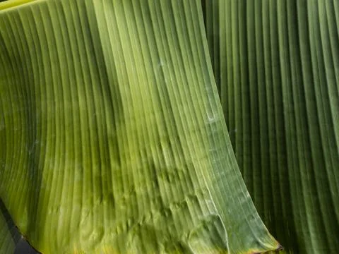 Banana leaf Stock Photos