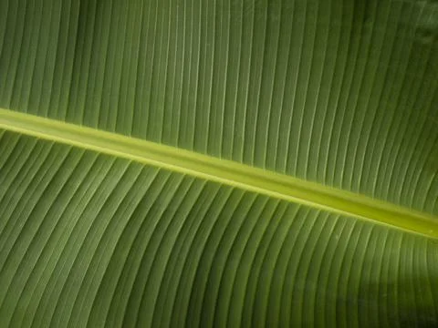 Banana leaf Stock Photos
