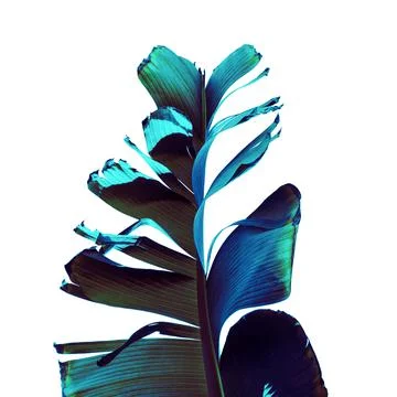 Banana leaf Stock Photos
