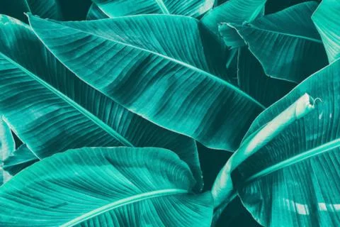 Banana leaf Stock Photos