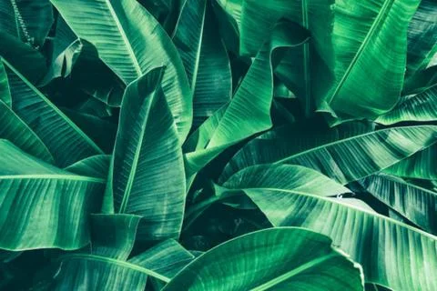 Banana leaf Stock Photos
