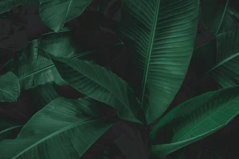 Banana leaf Stock Photos