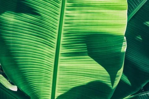Banana leaf Stock Photos