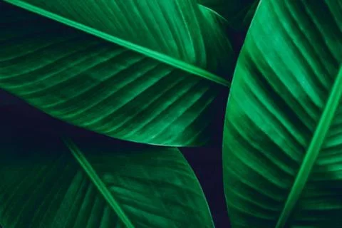 Banana leaf Stock Photos