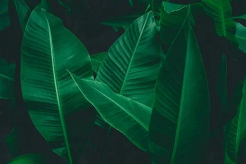 Banana leaf Stock-Fotos