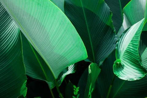 Banana leaf Stock Photos