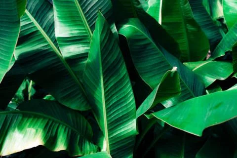 Banana leaf Stock Photos
