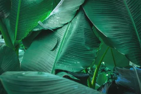 Banana leaf Stock Photos