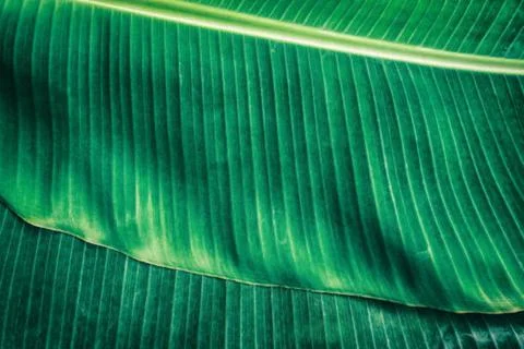 Banana leaf Stock Photos