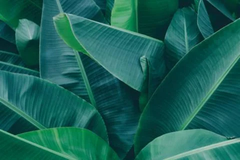 Banana leaf Stock Photos