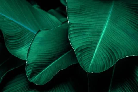 Banana leaf Stock Photos