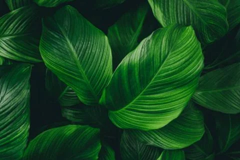 Banana leaf Stock Photos