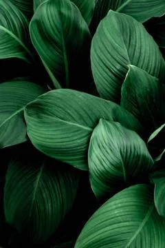 Banana leaf Stock Photos