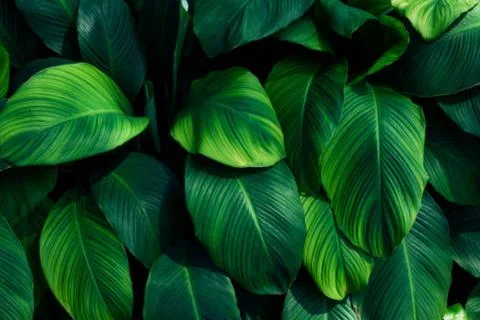 Banana leaf Stock Photos