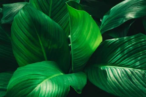 Banana leaf Foto stock