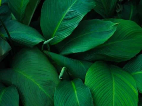 Banana leaf Stock Photos