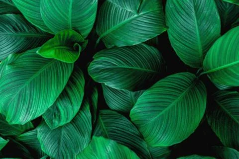 Banana leaf Stock Photos