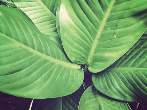 Banana leaf Stock Photos