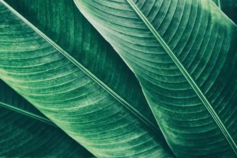 Banana leaf Stock Photos