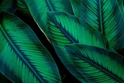 Banana leaf Stock Photos
